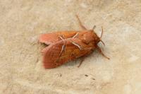 Triodia sylvina