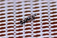 Parectopa ononidis