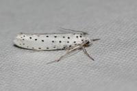 Yponomeuta