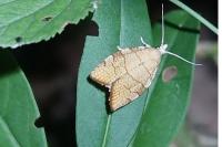 Pandemis corylana
