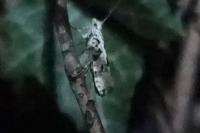 Ypsolopha sequella