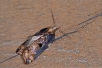 Acleris cristana