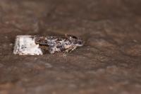 Apotomis betuletana