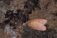 Carcina quercana