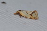 Agapeta hamana