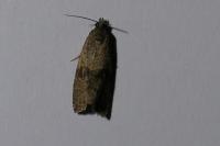 Celypha striana