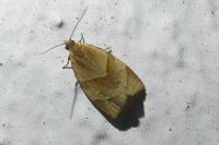 Clepsis rurinana