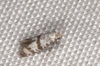 Scythropia crataegella