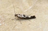 Scythris limbella
