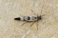 Scythris limbella