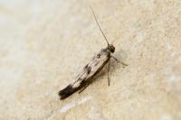 Scythris limbella