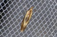 Harpella forficella
