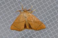 Apoda limacodes