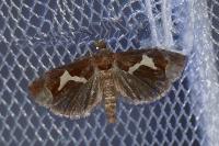 Epiblema foenella