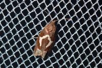 Epiblema foenella