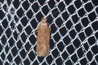 Bryotropha