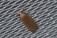 Acompsia antirrhinella/tripunctella