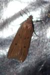 Acompsia antirrhinella/tripunctella
