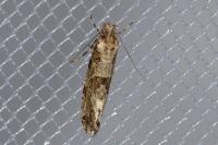 Morophaga choragella