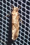 Morophaga choragella