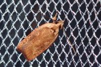 Agonopterix nervosa