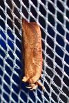 Agonopterix nervosa