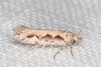Ornativalva plutelliformis