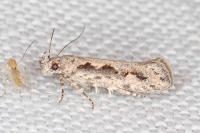 Ornativalva plutelliformis