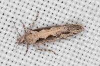 Ornativalva plutelliformis