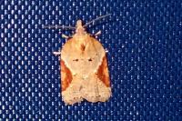 Acleris laterana