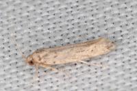 Parapodia sinaica