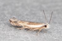 Pseudosophronia exustellus
