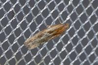 Eucosma gr. cana