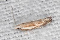 Pseudosophronia exustellus
