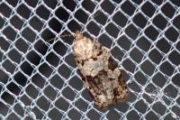 Dichelia histrionana