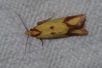 Agapeta zoegana