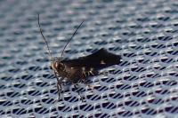 Aproaerema anthyllidella