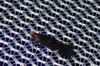 Aproaerema anthyllidella