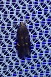 Aproaerema anthyllidella