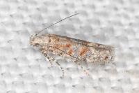 Scrobipalpa bigoti