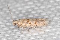 Scrobipalpa bigoti