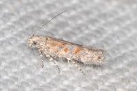 Scrobipalpa bigoti