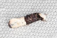 Trichophaga bipartitella