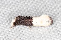 Trichophaga bipartitella