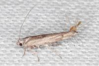 Zelleria oleastrella