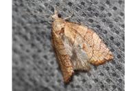 Pandemis corylana
