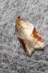 Acleris laterana