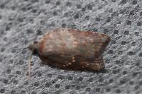 Acleris sparsana