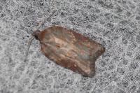Acleris sparsana