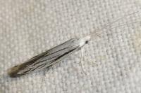 Coleophora strigosella